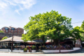 Hickory's Chester